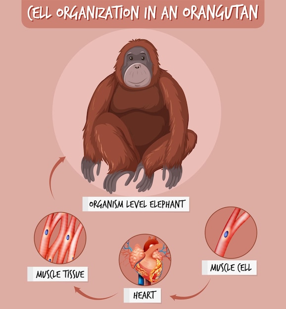 Free vector diagram showing cell organization in a orangutan