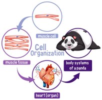 Diagram showing cell organization in a panda