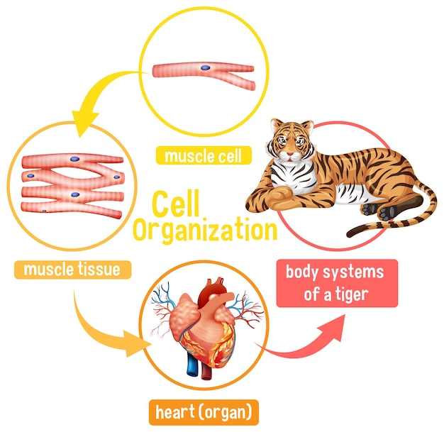 Free vector diagram showing cell organization in a tiger