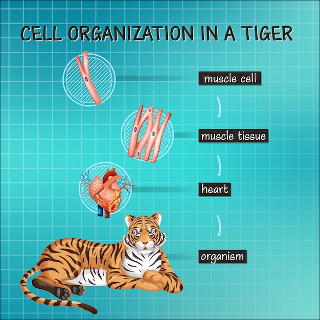 Free vector diagram showing cell organization in a tiger