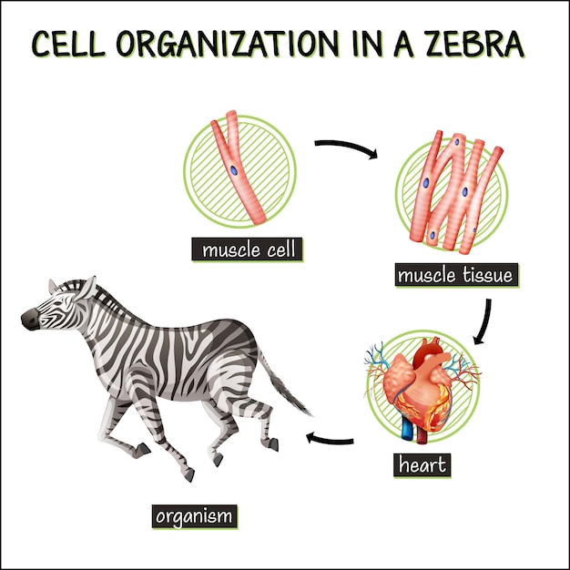 Free vector diagram showing cell organization in a zebra