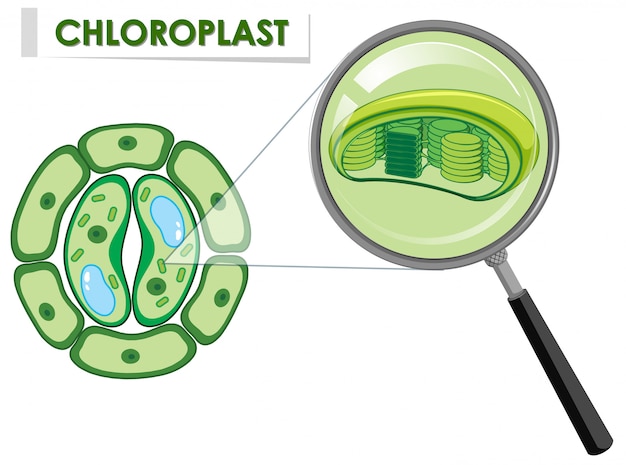 Диаграмма, показывающая хлоропласт на растительной клетке