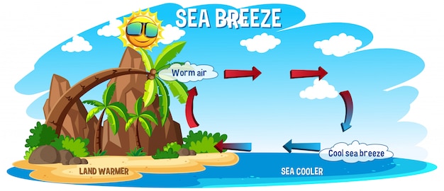 Diagram showing circulation of sea breeze