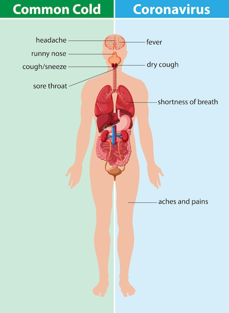 Diagram showing common cold and coronavirus on transparent background