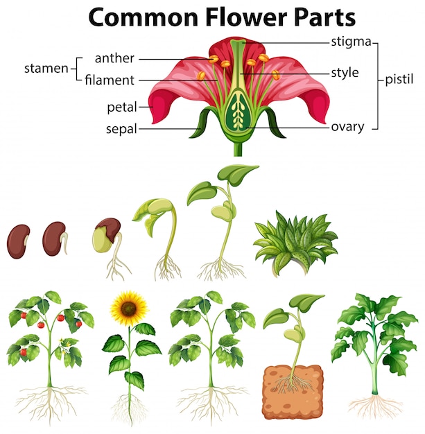 Diagram showing common flower parts on white background