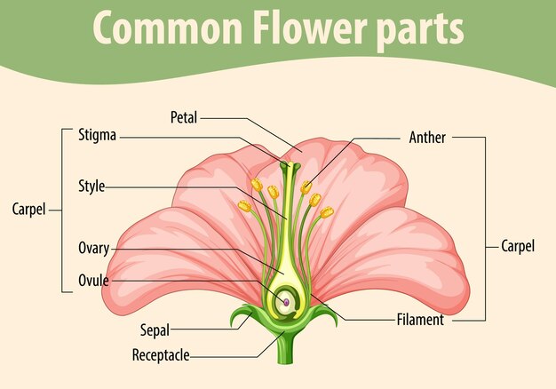 一般的な花の部分を示す図