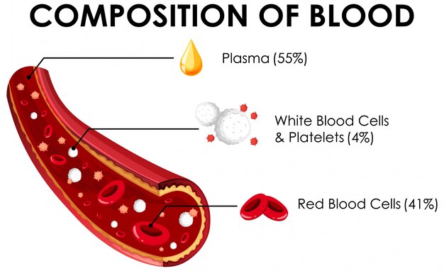 혈액의 구성을 보여주는 다이어그램