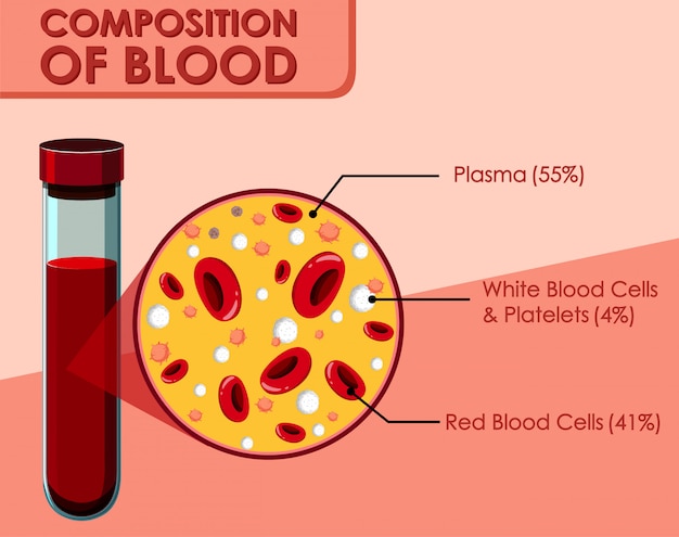 무료 벡터 혈액의 구성을 보여주는 다이어그램