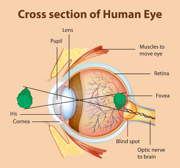 Free vector diagram showing cross section of human eye