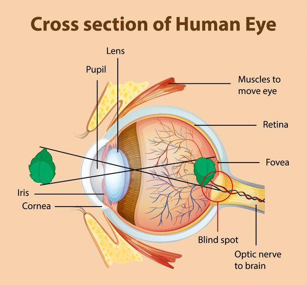 Диаграмма, показывающая поперечное сечение человеческого глаза