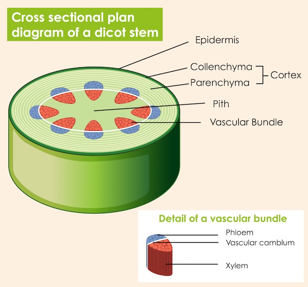 Бесплатное векторное изображение Диаграмма, показывающая поперечное сечение ствола двудольного растения