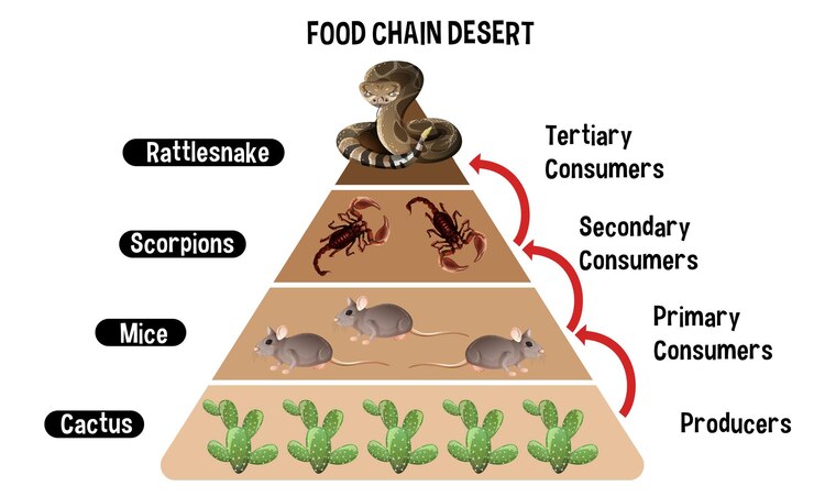 Free Vector diagram showing desert food chain for education