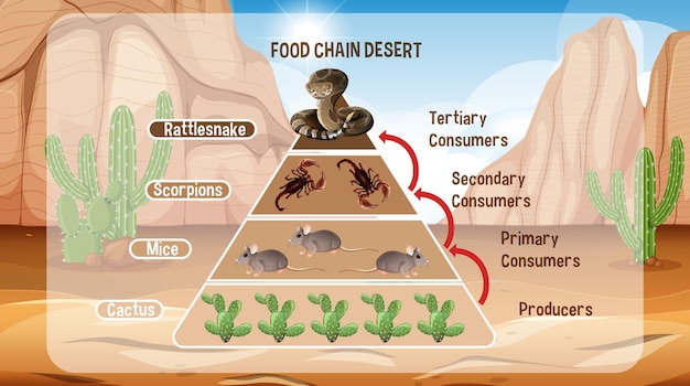 Diagramma che mostra la catena alimentare del deserto per l'istruzione