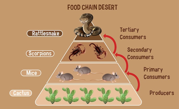 Diagramma che mostra la catena alimentare del deserto per l'istruzione