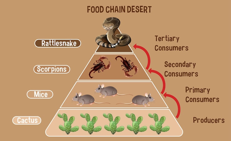 Free Vector diagram showing desert food chain for education