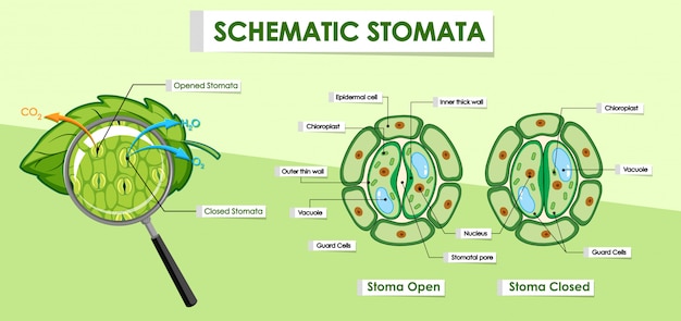 Free vector diagram showing details of plant cell