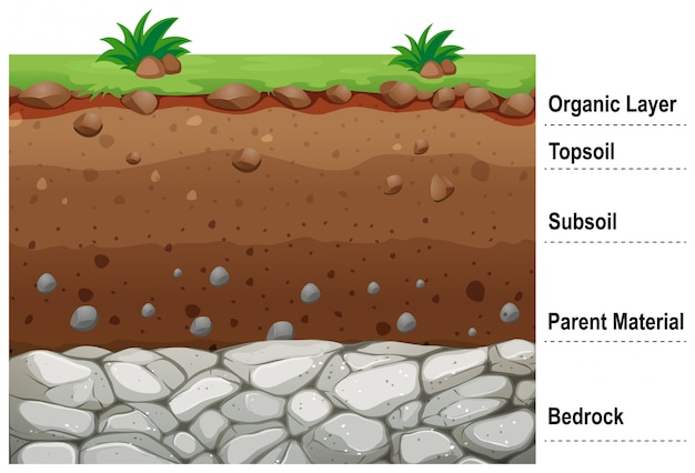 Free vector diagram showing different layers of soil