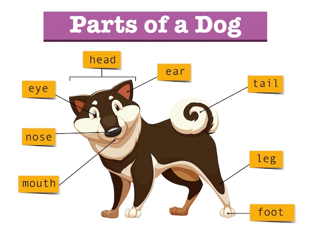 Бесплатное векторное изображение Диаграмма, показывающая разные части собаки