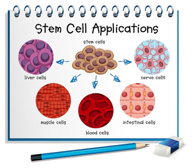 Diagram showing different stem cell applications