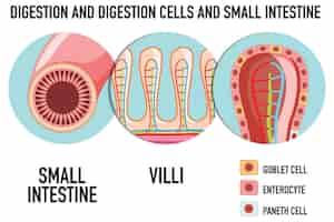 Free vector diagram showing digestion cell in small intestine