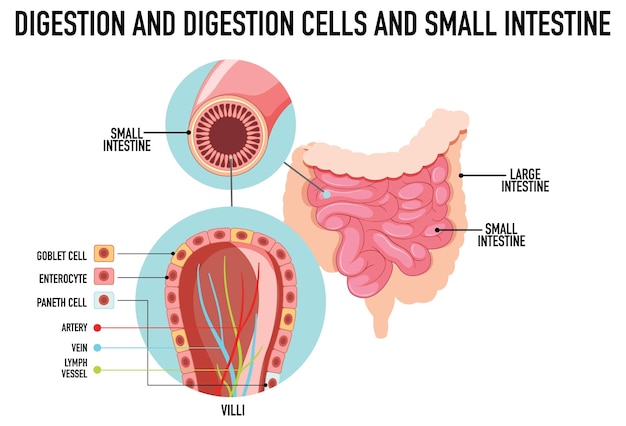 소장의 소화 및 세포를 보여주는 다이어그램