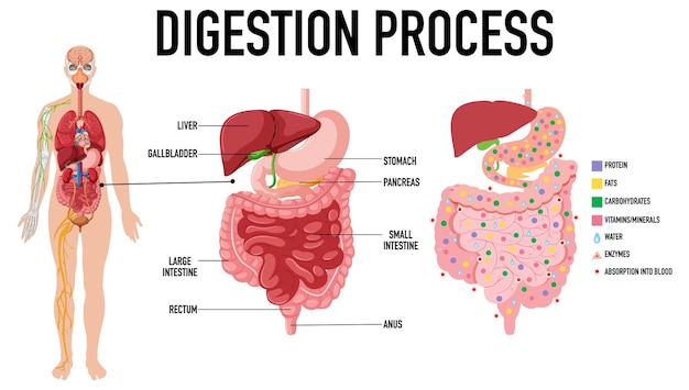 Диаграмма, показывающая процесс пищеварения