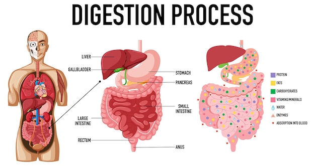 消化プロセスを示す図