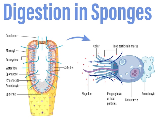 Diagram showing digestion in sponges