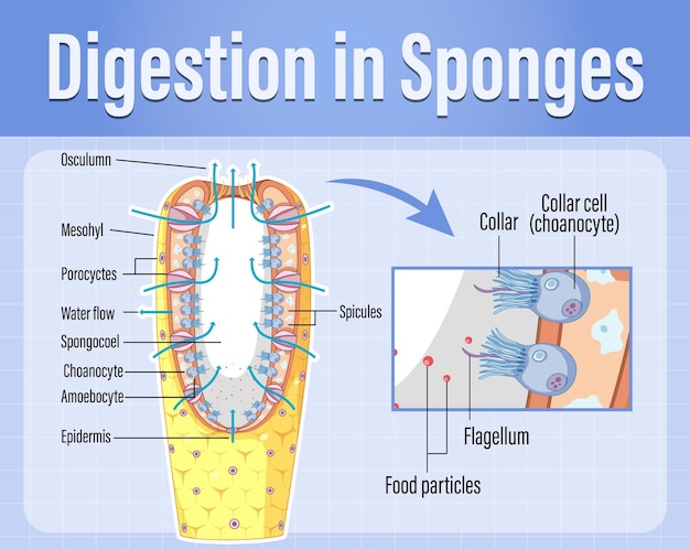 Diagram showing digestion in sponges