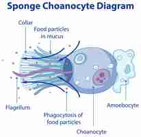 Free vector diagram showing digestion in sponges