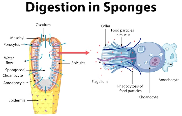 Diagramma che mostra la digestione nelle spugne
