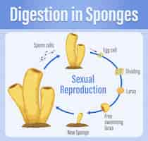 Vettore gratuito diagramma che mostra la digestione nelle spugne