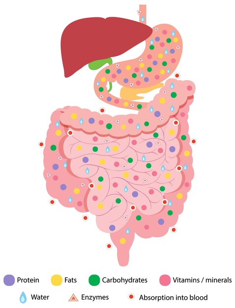 Diagram showing digestive system