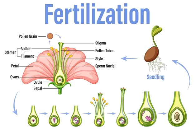 Diagram showing fertilization in flower