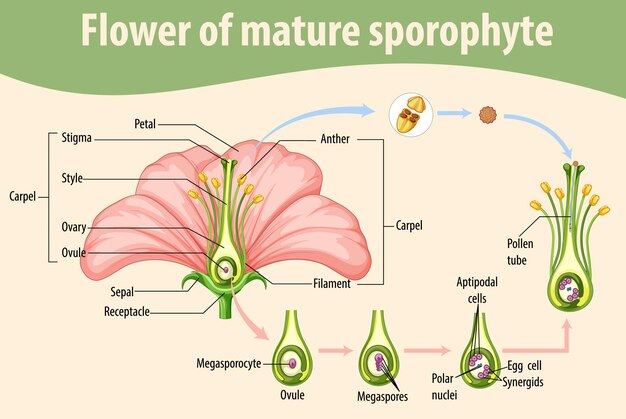 diagram showing flower of mature sporophyte