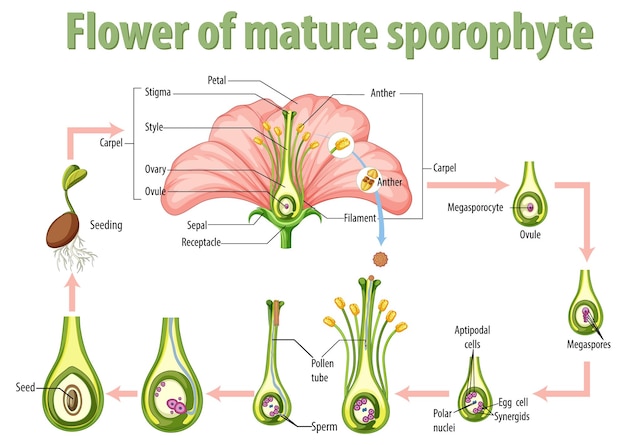 Diagramma che mostra il fiore di sporofito maturo