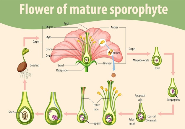 成熟した胞子体の花を示す図