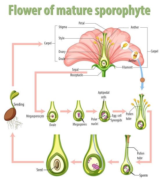 성숙한 sporophyte의 꽃을 보여주는 다이어그램