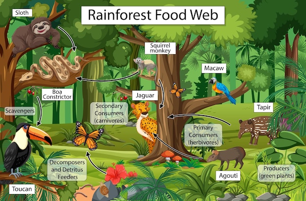 熱帯雨林の食物網を示す図