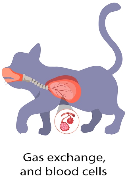 Diagramma che mostra lo scambio di gas e le cellule del sangue