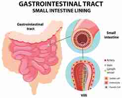 Vettore gratuito diagramma che mostra il tratto gastrointestinale