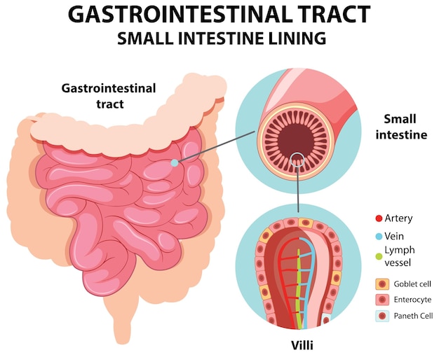 Diagram showing gastrointestinal tract