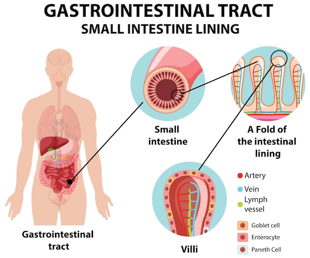 Vettore gratuito diagramma che mostra il tratto gastrointestinale