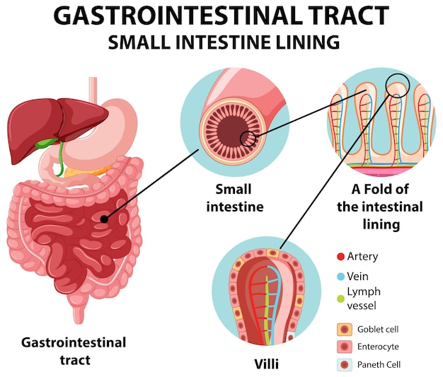 Vettore gratuito diagramma che mostra il tratto gastrointestinale