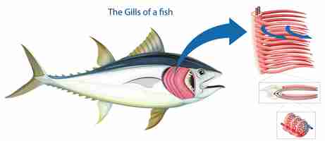 Free vector diagram showing the grills of a fish