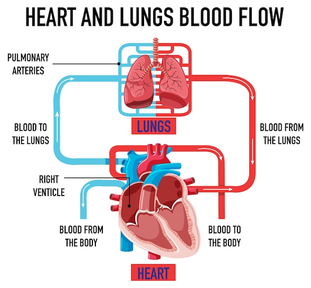 無料ベクター 心臓と肺の血流を示す図