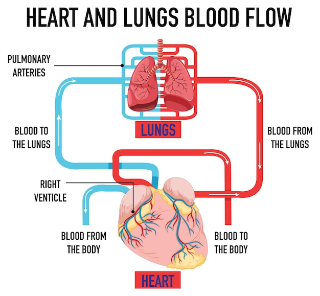 무료 벡터 심장과 폐의 혈류를 보여주는 다이어그램