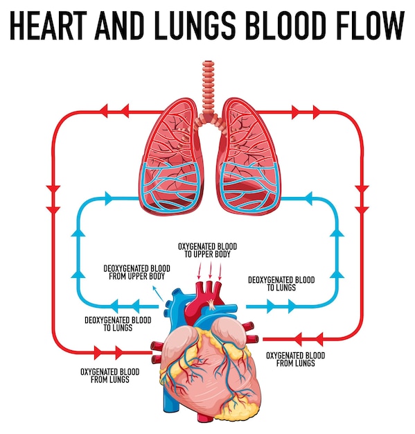 심장과 폐의 혈류를 보여주는 다이어그램