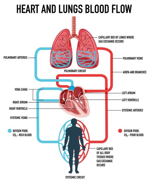 심장과 폐의 혈류를 보여주는 다이어그램