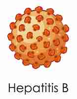 無料ベクター b型肝炎ウイルスを示す図